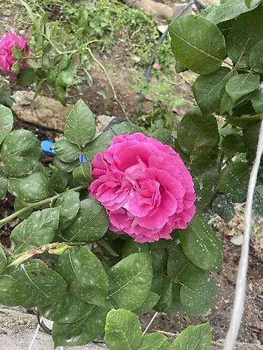 jasmin gulu: Güllü dekorativ – parlaq çəhrayı, iri və çoxqatlı, ətirli qızıl gül — 6