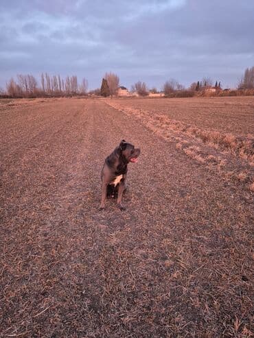 arpa toxumu satışı: Kane-Korso, 3 ay, Erkek, Ödənişli çatdırılma — 7