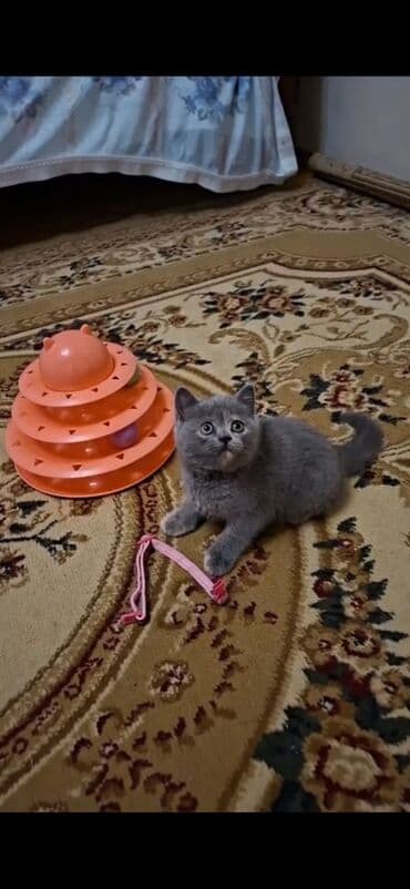 pişik sumqayıt: Britan, Erkək, Yaxşı əllərə, Ünvandan götürmə — 3