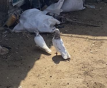 Məhsul: Ev göyərçinləri (bir neçə fərqli rəngdə) Təsvir: - Rənglər