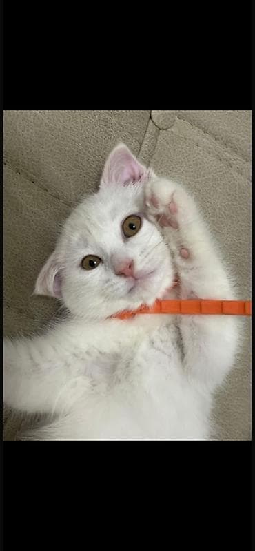 paroda pişik: Şotland yastı qulaq, Dişi, Yaxşı əllərə — 1