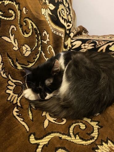 Heyvanlar üçün mallar: İki pişik balası – qəbul üçün - Qara-ağ tüklü pişik balası:5 aylıq — 1