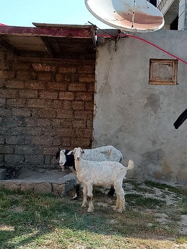 ari satilir: Dişi, Zanen, il: 1, 60 kq, Damazlıq, Südlük, Ətlik, Pulsuz çatdırılma — 4
