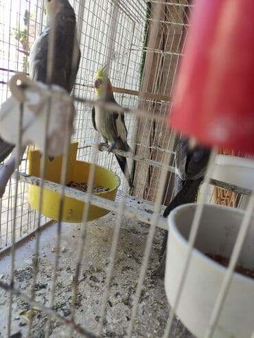 dişi pişik: Dişi korella 3 ədəd biri 35 Azn hamsin alana 30 manattan ödenişli — 5