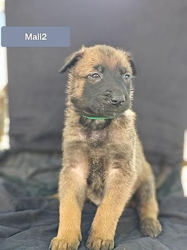 itler haski: Belçika çoban iti, 1 ay, Erkek — 2