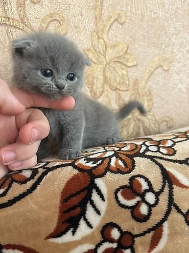 böyüməyən pişiklər: Şotland — 4