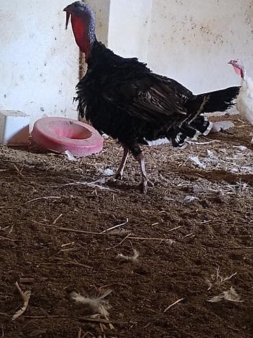 Salam bu erkey hunduska amirkanbroz. Sortudu. Satilir tecili — 4