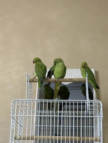попугай ара цена: Ajarella Pakistan Pəncabdan gəlib bir başa — 2