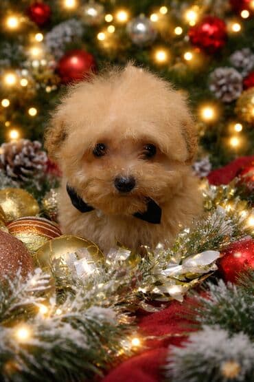 itle: Pudel, 3 ay, Erkek, Peyvəndli, Ünvandan götürmə — 6