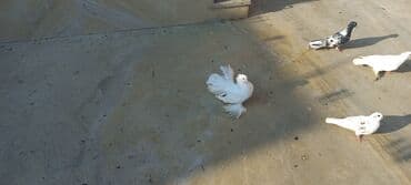 həyət qazı: Satılır: bəzək göyərçinləri dəsti - Növ: bəzək və uçuş üçün saxlanan — 4