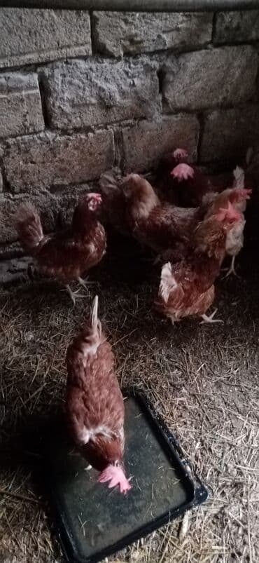 Yumurtalıq toyuqlar