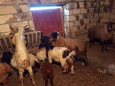 sort keçi: Dişi, il: 1, 20 kq, Damazlıq, Ünvandan götürmə, Ödənişli çatdırılma — 3