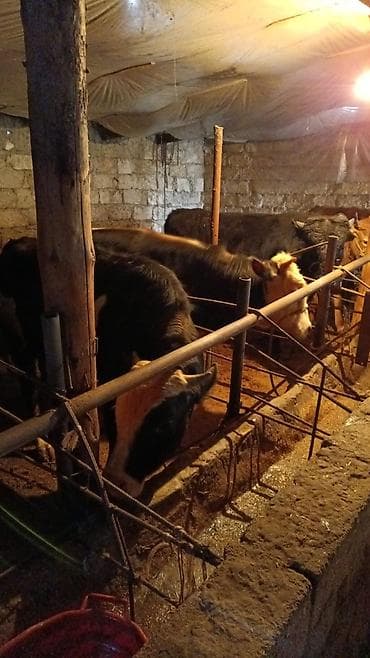 cins inek: Inəklər, öküzlər — 7