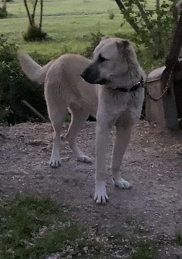 bulbul satisi: Satılır 10 aylıqdı — 3