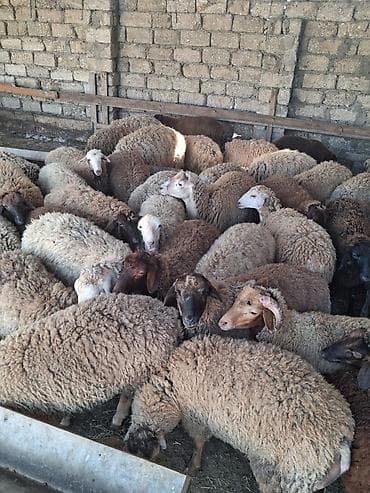 əmlik quzu: Quzu.Super kök erkək quzular.200 baş.Öz həyətimin — 3