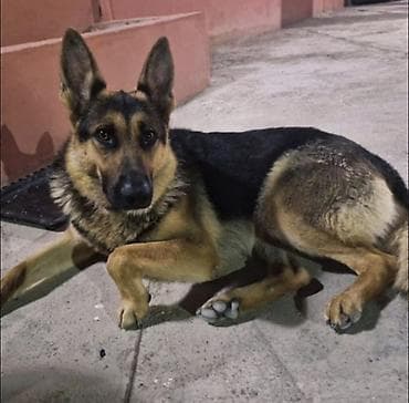 ingilis setteri it cinsinin digər adı nədir: Alman çoban iti, Erkek — 1