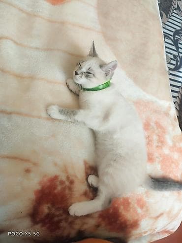 ev heyvanlari satisi: Şotland, Yaxşı əllərə — 2