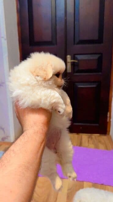 купить хаски щенка: Pekines, 2 ay, Dişi — 2