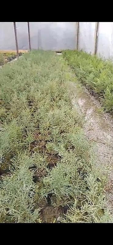 Leylanda 0.30m qiyməti razılaşma ilə 10.000 min ədəd minimum