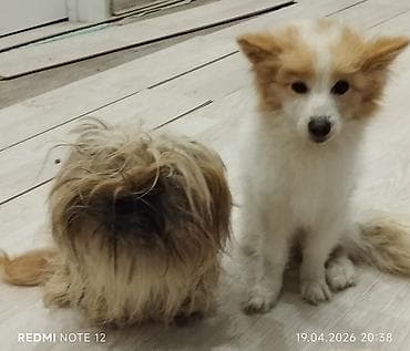 Ag İtin növü Alman şpist. 1yaş 4 aylıqdı. Adı lyusi. Diger it