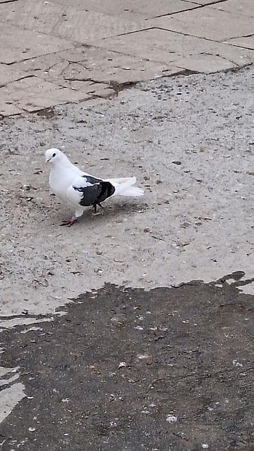 hesterxan qusu: Mayadi Bakidadi Məhsul: Ev göyərçinləri (ağ və ağ-qara rənglər) — 2