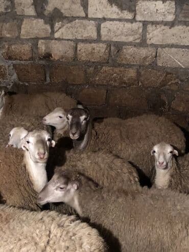 дом для кошек: Qoyun sürüsü satılır - Növ: yerli qaragül/qarabaş tipli damazlıq — 2