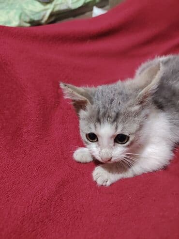 bala pişik adları: Yaxşı əllərə — 4