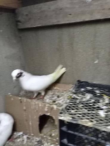 goyercin bazari: Qırmızı gözü xallı erkey - Növ: ev göyərçini - Rəng: əsasən ağ, baş — 1