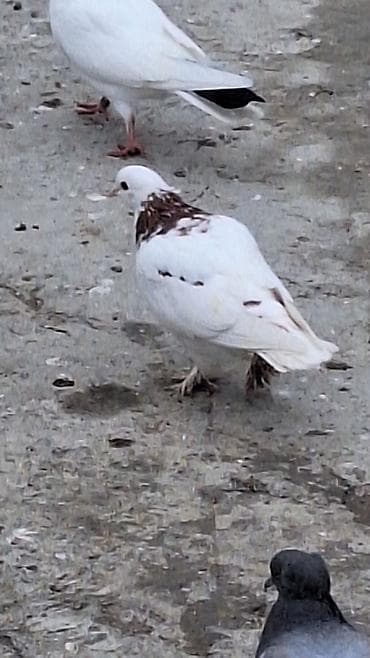 hava tovuz: Ebres boyunlar 40 manat iran agbas erkey 20 manat — 10