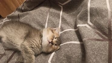 azəri pişik adları: Tabbi, Erkək, Yaxşı əllərə — 4