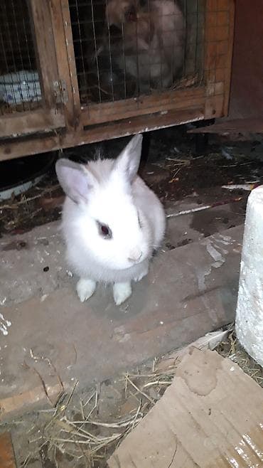 Diwi karlik dovşani 10m