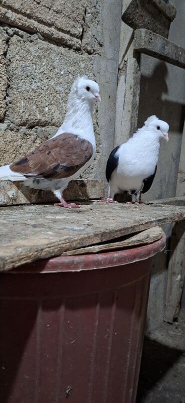 Akvariumlar: Qoşa əbrəş çəp əbrəş quyruq erkəy qızqın super heyvandı mayasıda qara — 4