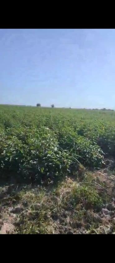 земельные участки сельхозназначения: Для сельского хозяйства — 2