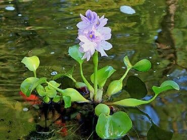 anadolu çoban iti: Эйхорния,водный гиацинт su sünbülü. akvariumlarınızda,su — 2