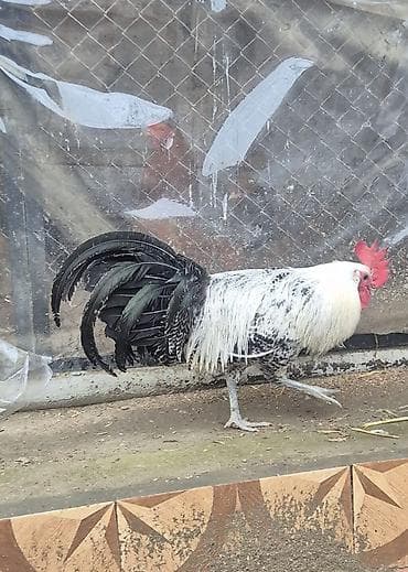 Pişiklər: Salam tam sağlam heyvandı 11 aylıqdı brekel cinsidi — 2