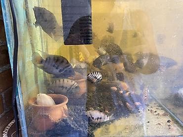 balıg: Salam . Xişnik- zebra ciklet balığları satılır Akvariumla bir yerdə — 5