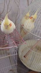 Информатика: Korellalar satılır. 3 dənədi 1 - i əl quşudu. Qəfəs qarışıqda — 4