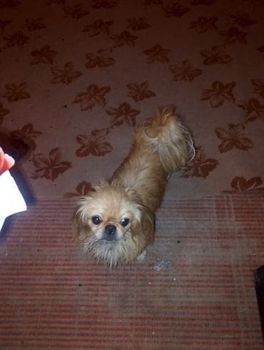 İtlər: Pekines, Peyvəndli — 1