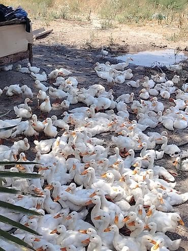itlerin ucuz qiymete satisi: 700 ədəddi bütün vitaminləri verilib — 1