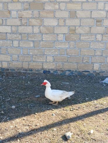 lal ördek: Muscovy (hind) ördəyi – ağ rəngli - Cins: Muscovy/hind ördəyi - Rəng — 3