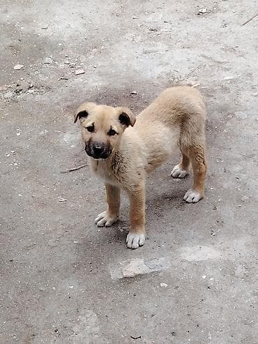 heyvan yemi: Balaca it balası – qum rəngində tüklü, qara burnu və ağ corablı — 1