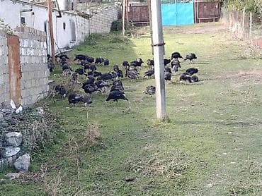 qaz sobasl: Bakı-Quba yolunun Siyəzən rayon ərazisində asfalt yoldan 150 metr — 4