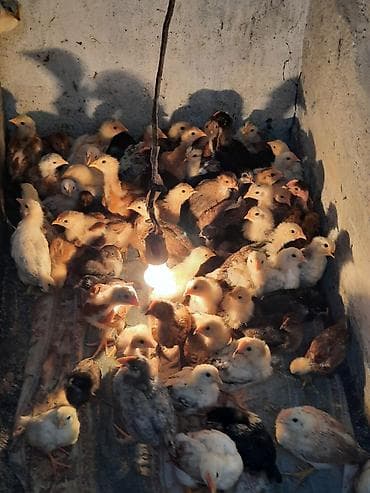 kənd cücələri: Toyuq cücələri, Ətlik — 4