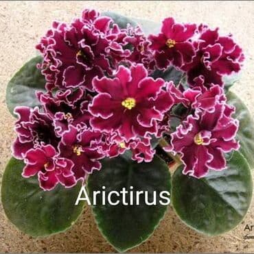 gül şəkilləri profil üçün: 5 — 21