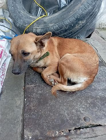 balaca pisik sekilleri: Balaca boy it it — qısa tüklü, qırmızı-şabalıdı rəngdə, sinə və qarın — 2