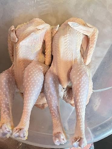 Inəklər, öküzlər: Toyuq, Ətlik — 5