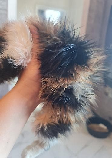 cau cau iti satilir: Yaxşı əllərə — 2