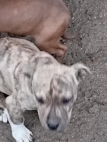 pitbul erkek: Pitbul, 2 ay, Dişi — 8