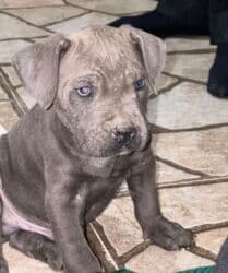 Kane-Korso, 3 ay, Erkek