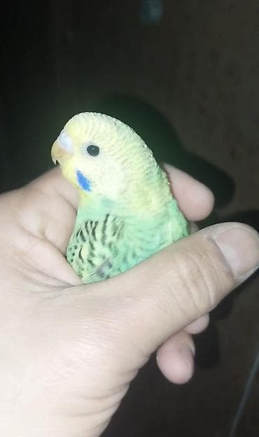 Məhdud sayda 2 aylıq klassik rəngli dalğalı tutuquşular (Volnisti və